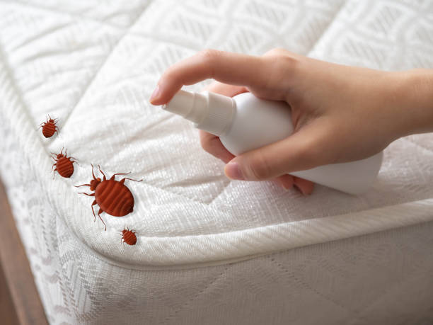 Reliable Killian, LA Pest Control Solutions
